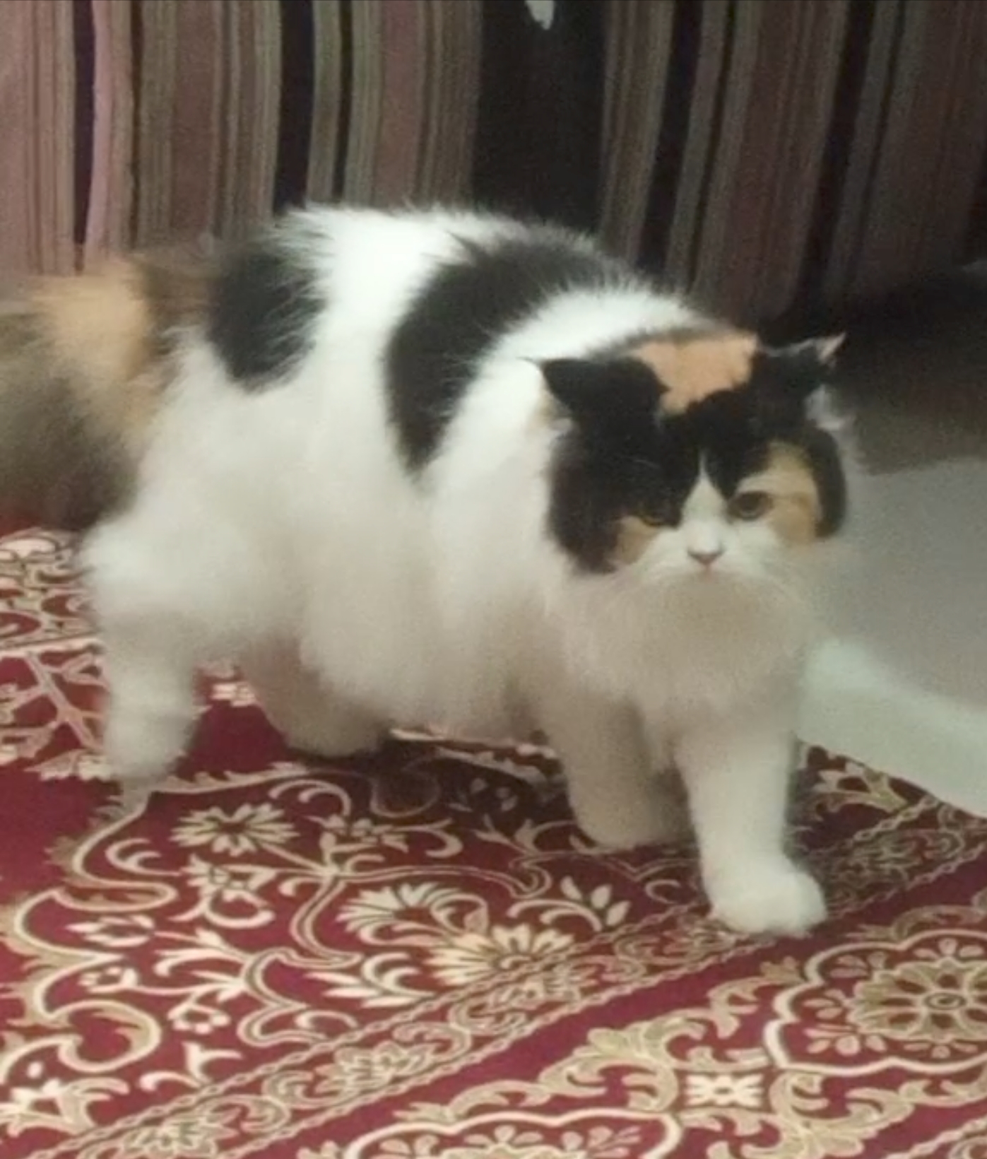 CH. Laila